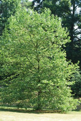 Platanus x hispanica (acerifolia) - platan javorolistý - letní habitus (74)